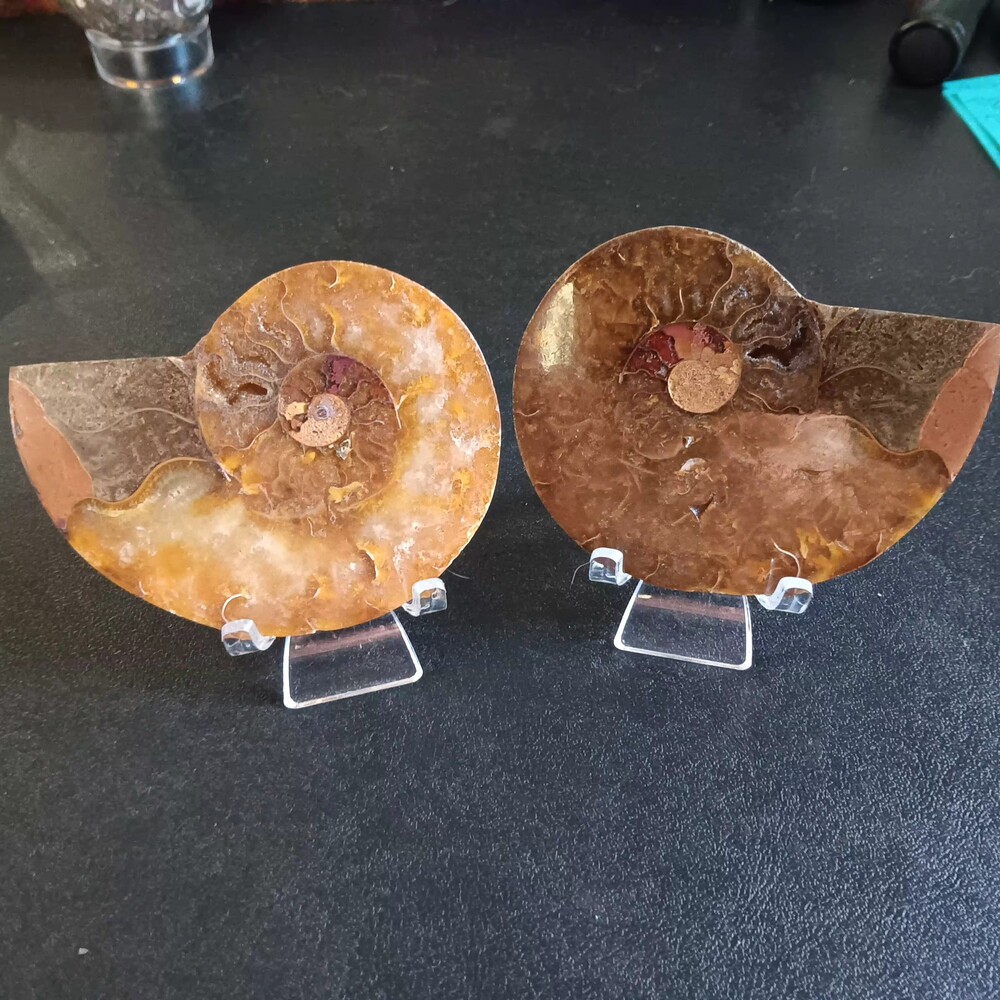 Ammonite Full Pair Polished Brown Fossil Specimen